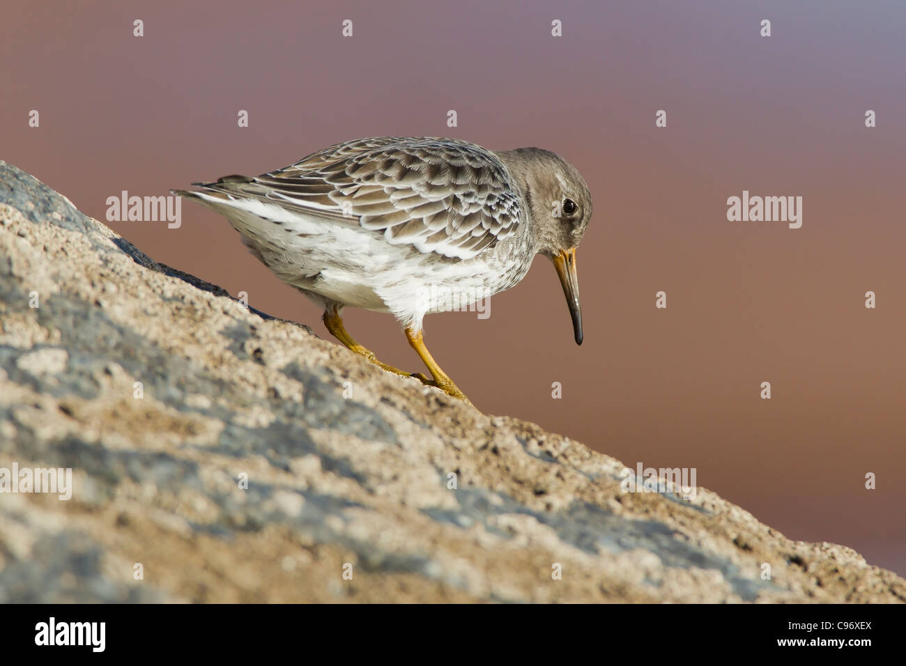 Purple Sandpiper on a Barnacle covered rock. Stock Photo