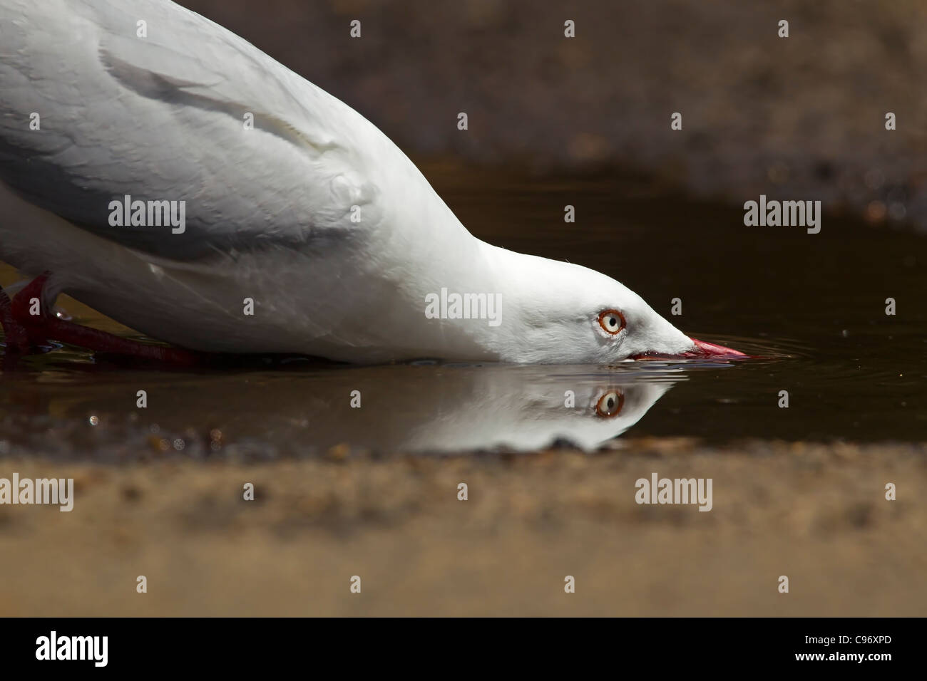 SILVER GULL DRINKING WITH A REFLECTION. Stock Photo