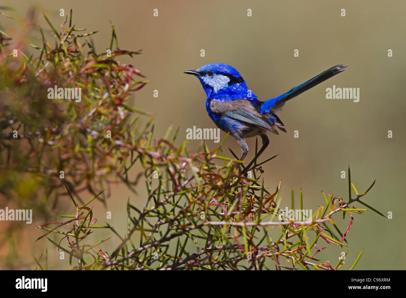 Splendid Fairy-wren perched on a bush. Stock Photo