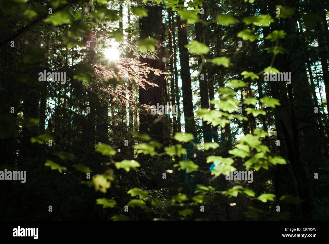 sun coming through the leaves in UBC Endowment Lands, Vancouver, British Columbia, Canada Stock Photo