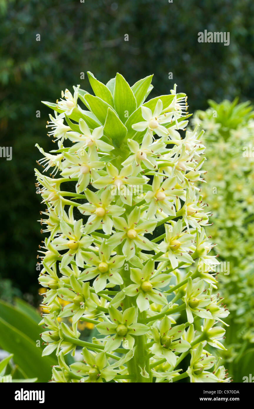 Eucomis pole-evansii (Pineapple Lily) Stock Photo