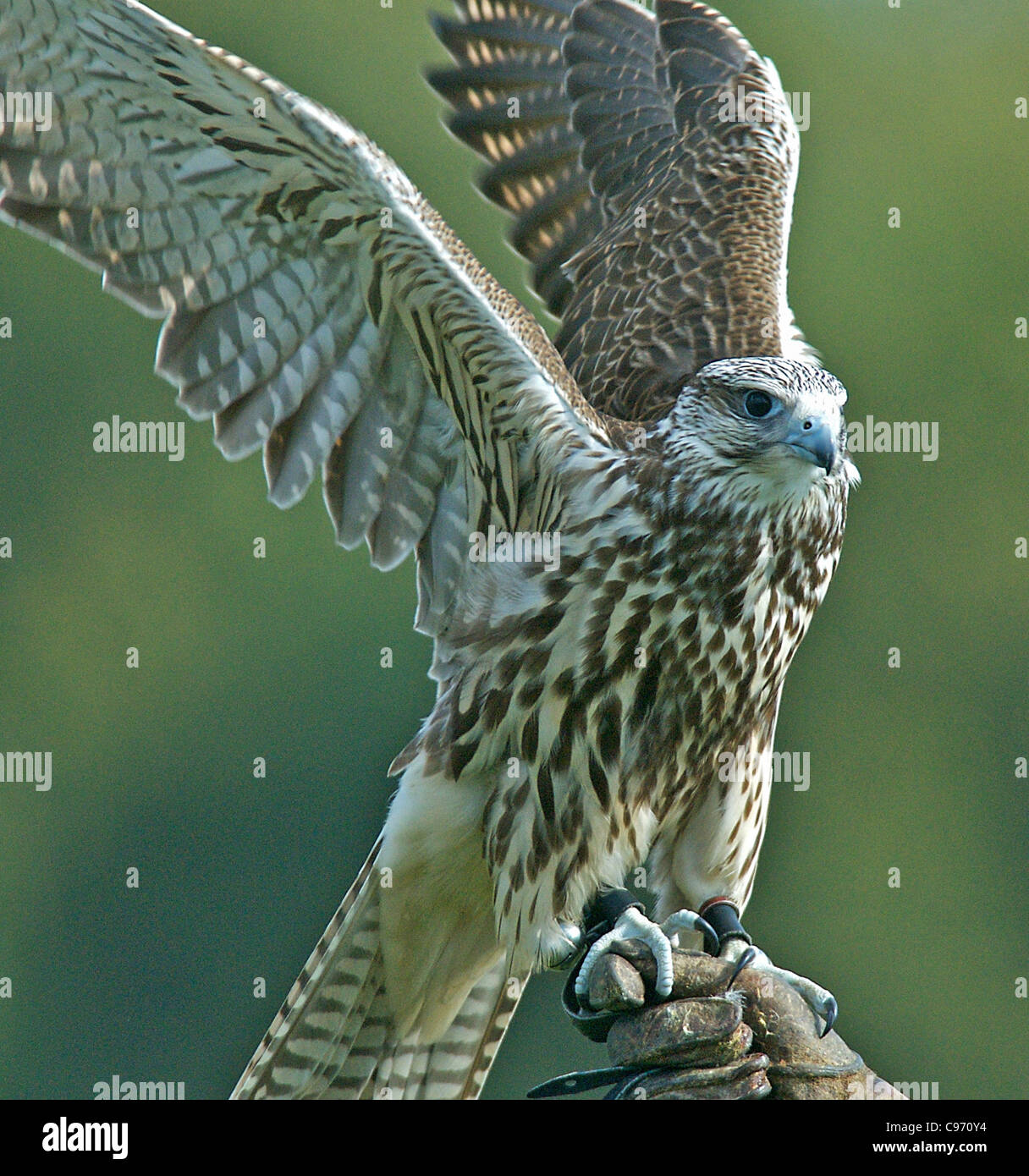 The most popular type of Falcon is the Saker here pictured on a gauntlet  prior to flying. These birds of prey are used for hunting Stock Photo -  Alamy