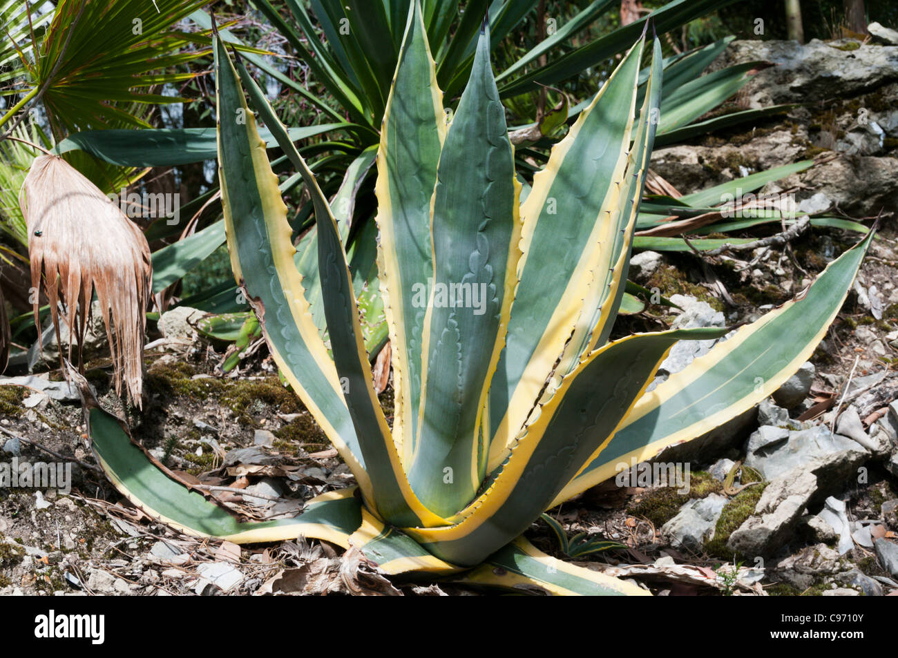 Agave americana 'Variegata' Stock Photo