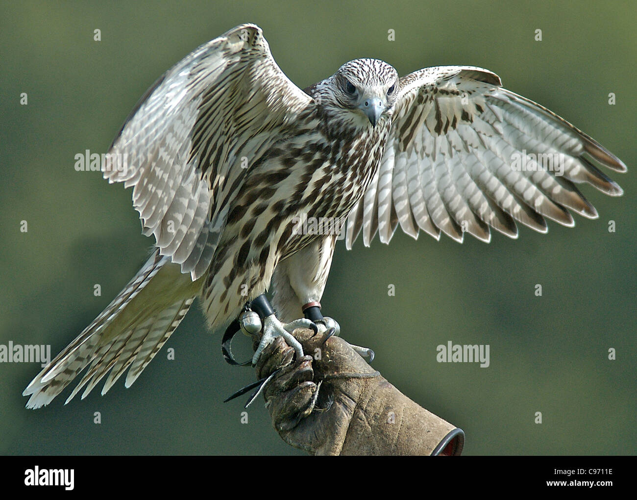 The most popular type of Falcon is the Saker here pictured on a gauntlet prior to flying. These birds of prey are used for hunting. Stock Photo