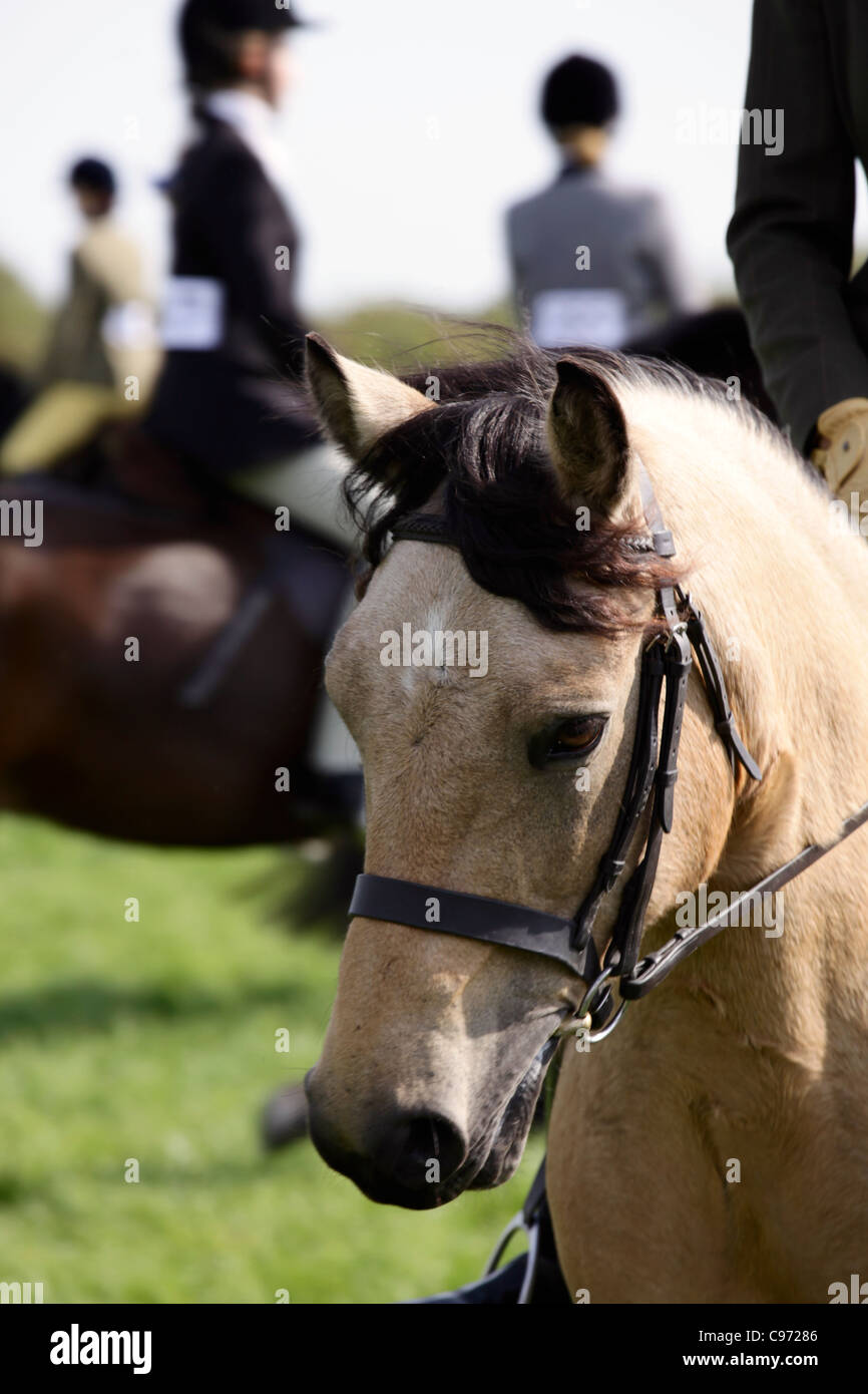 Head of competing horse at agricultural show1 Stock Photo