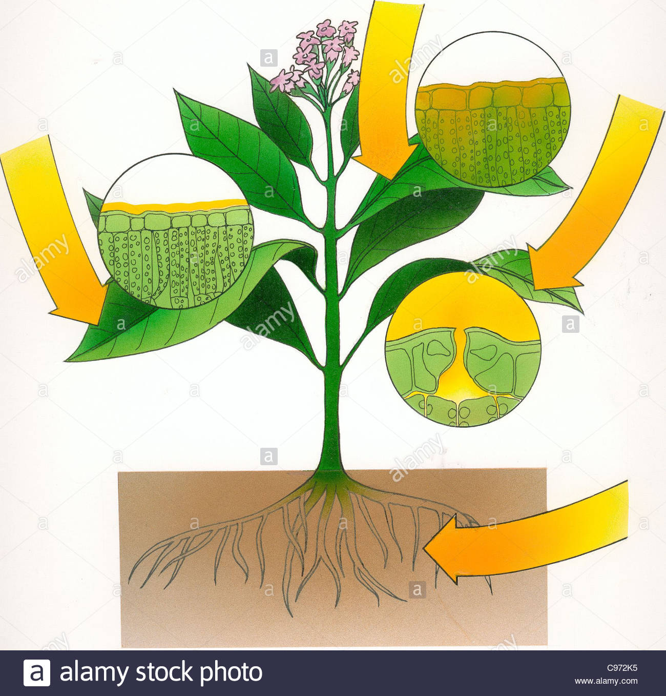 Ingestion Stock Photos & Ingestion Stock Images Alamy