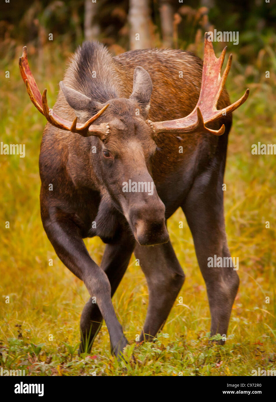 Moose rack hi-res stock photography and images - Alamy