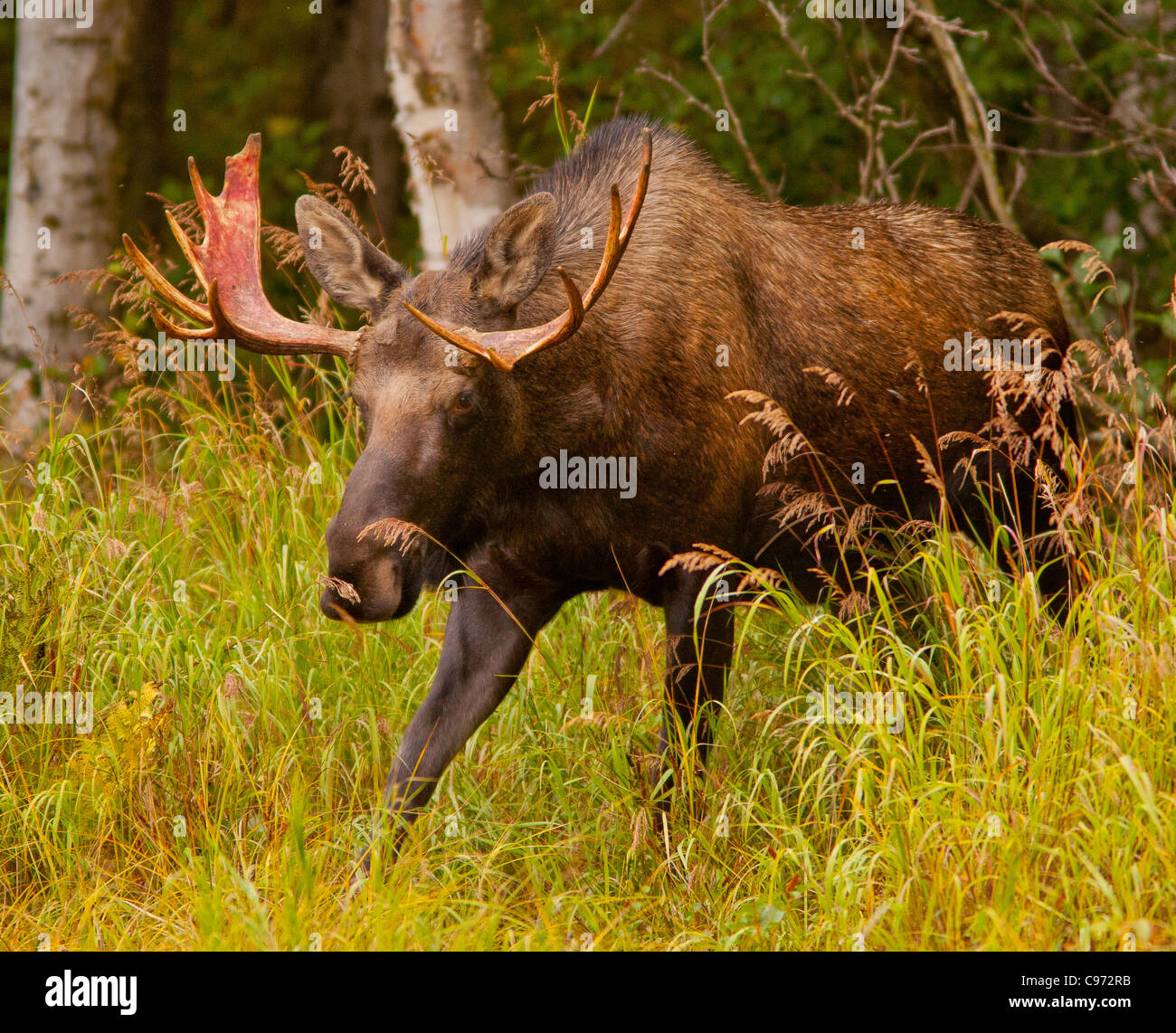 ANCHORAGE, ALASKA, USA - Young bull moose, Alces alces, in Kincaid Park. Stock Photo