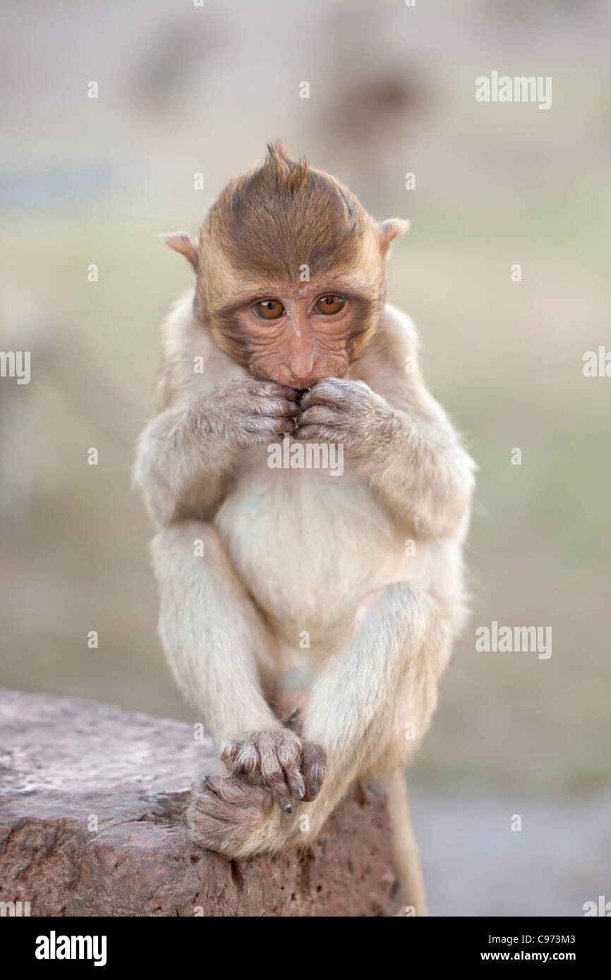 A baby macaque monkey ,Thailand Stock Photo