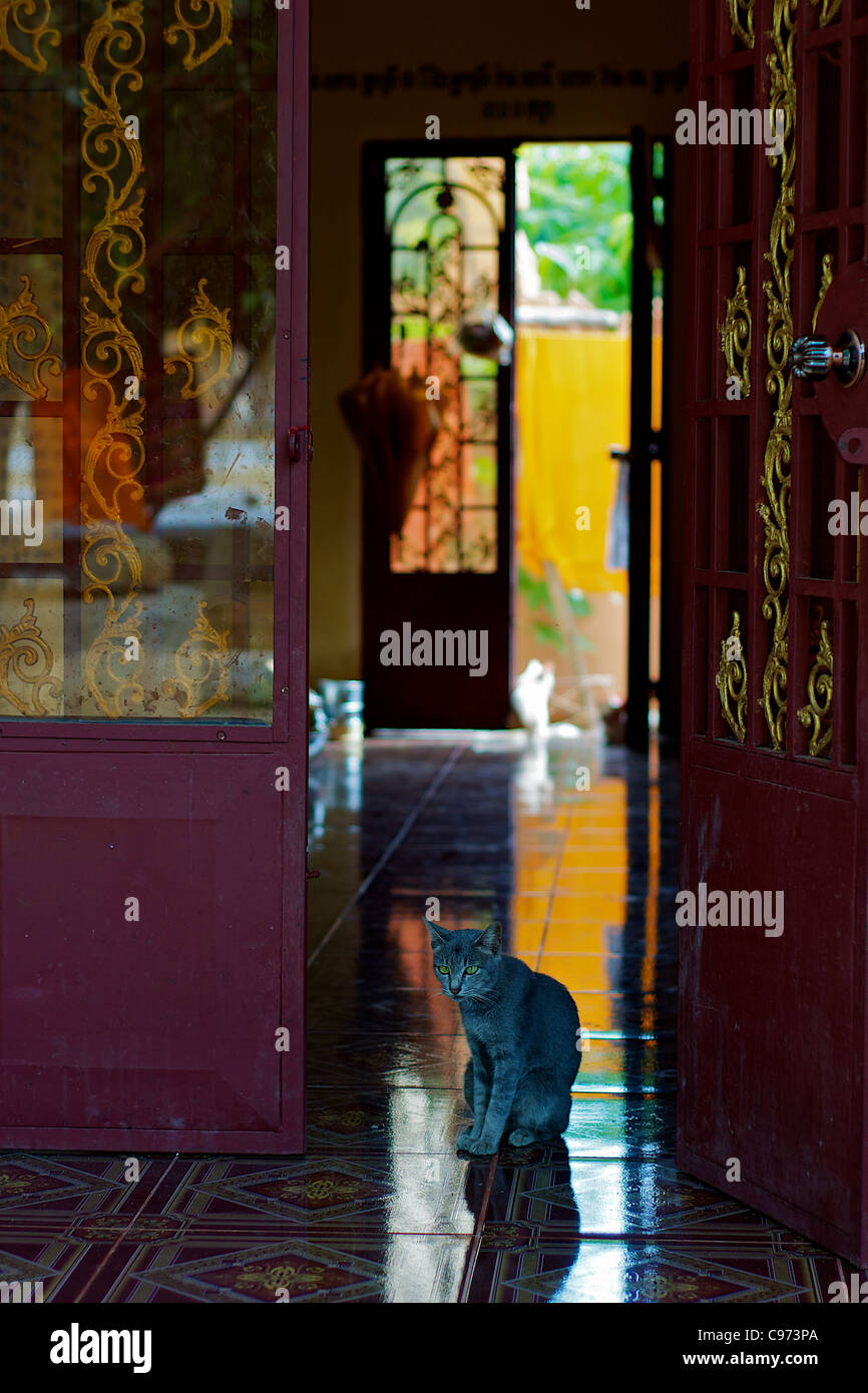 Welcoming Cat in the Monastery Stock Photo