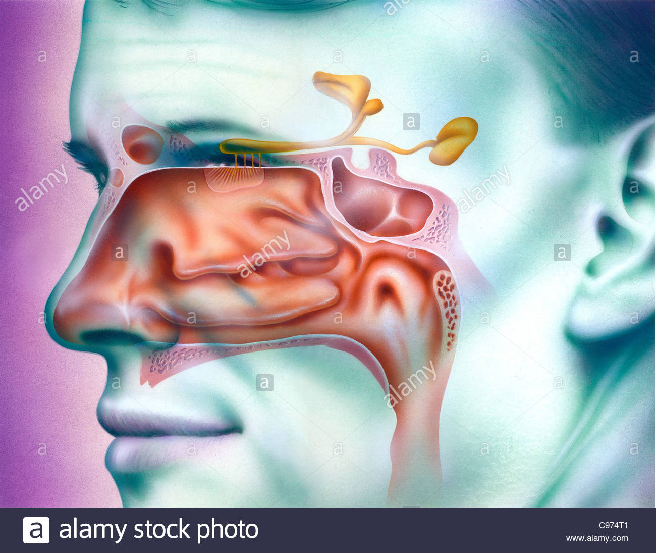 pin nose Deep and throat