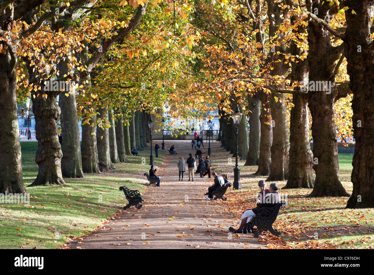 avenue of autumnal trees in London Green Park Stock Photo