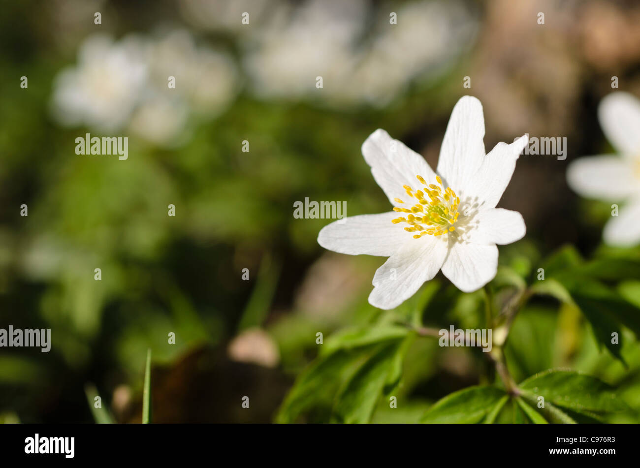 Wood anemone (Anemone nemorosa Stock Photo Alamy