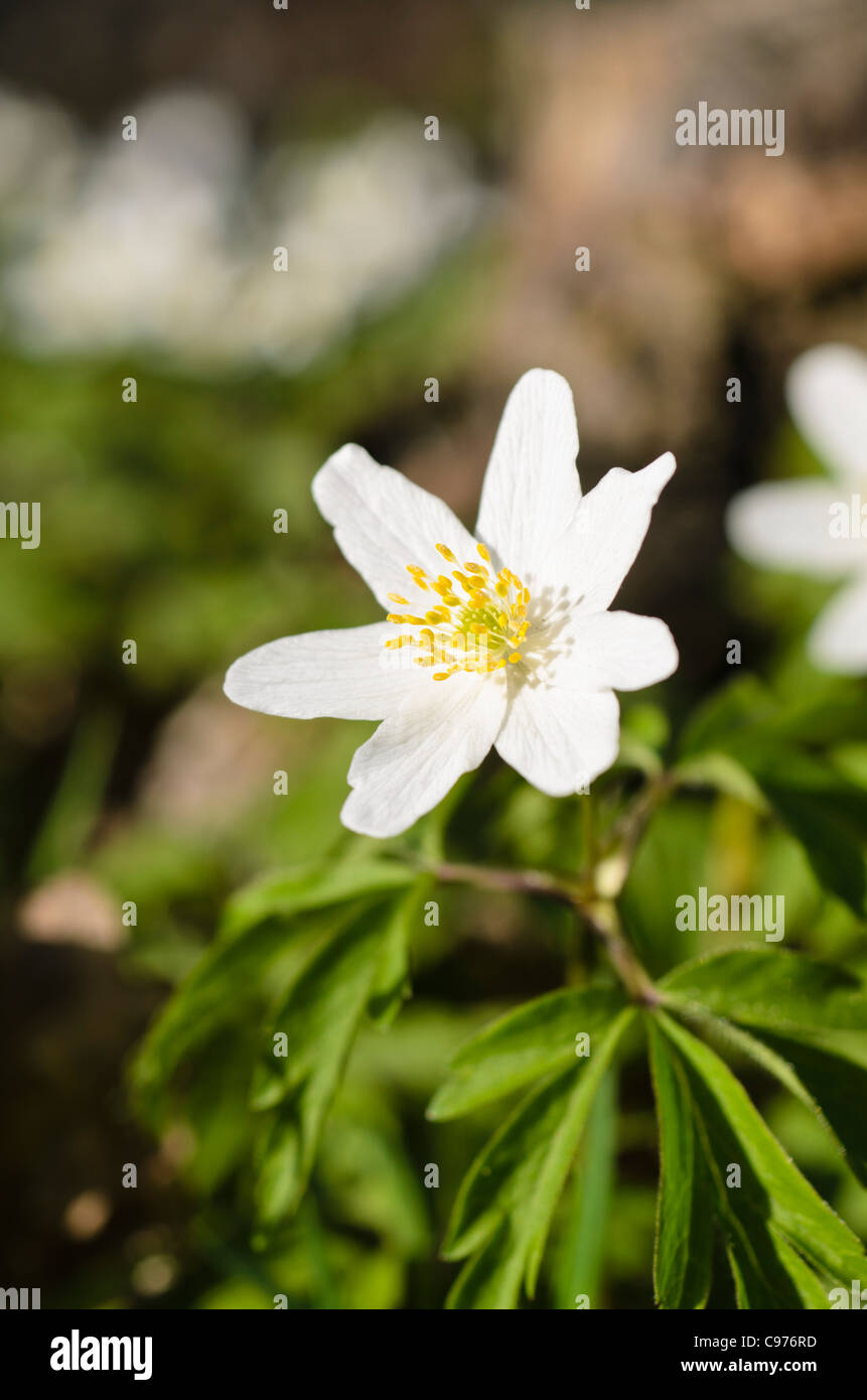 Wood anemone (Anemone nemorosa Stock Photo Alamy