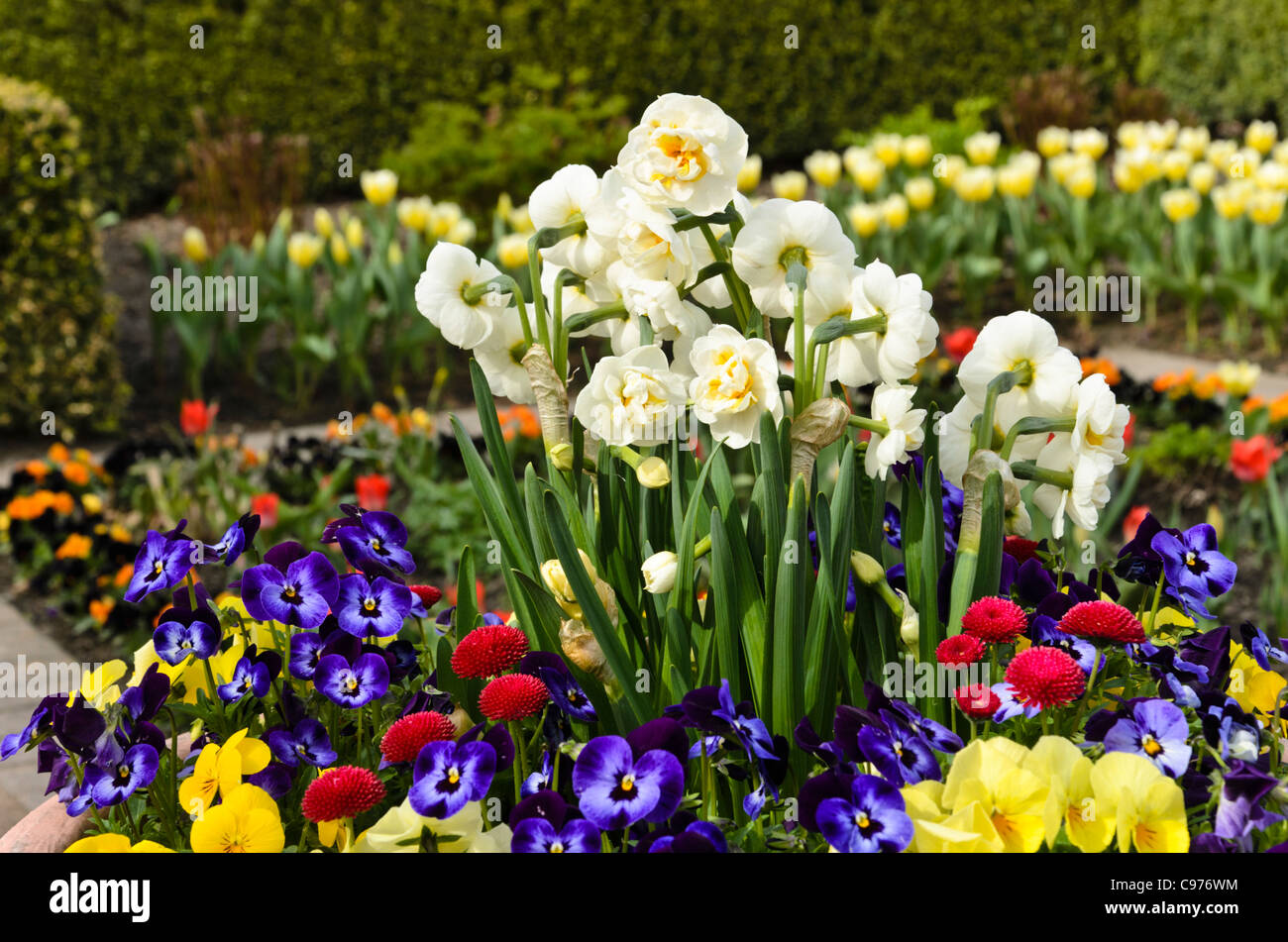 Double daffodil (Narcissus Bridal Crown), horned pansy (Viola cornuta) and common daisy (Bellis perennis) Stock Photo