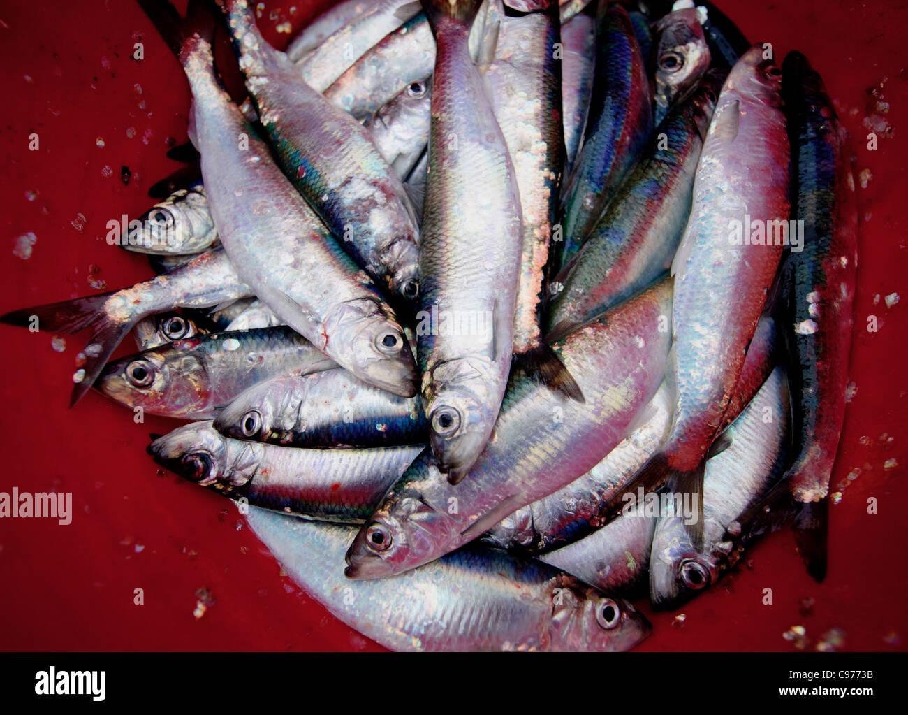 A bucket full of freshly caught herrings off Clovelly harbour which