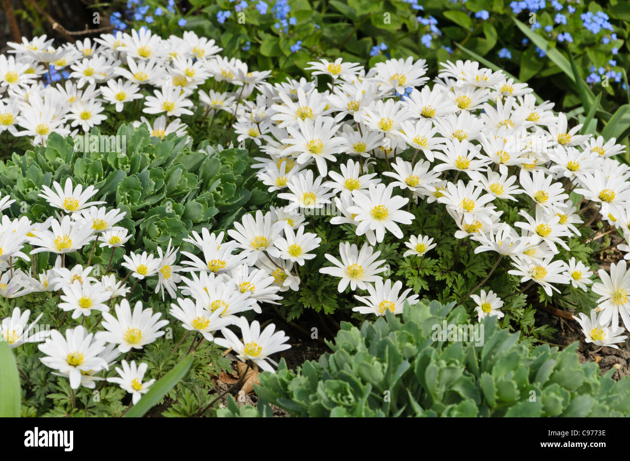 Grecian Windflower Anemone Blanda White Splendour Stock Photo Alamy