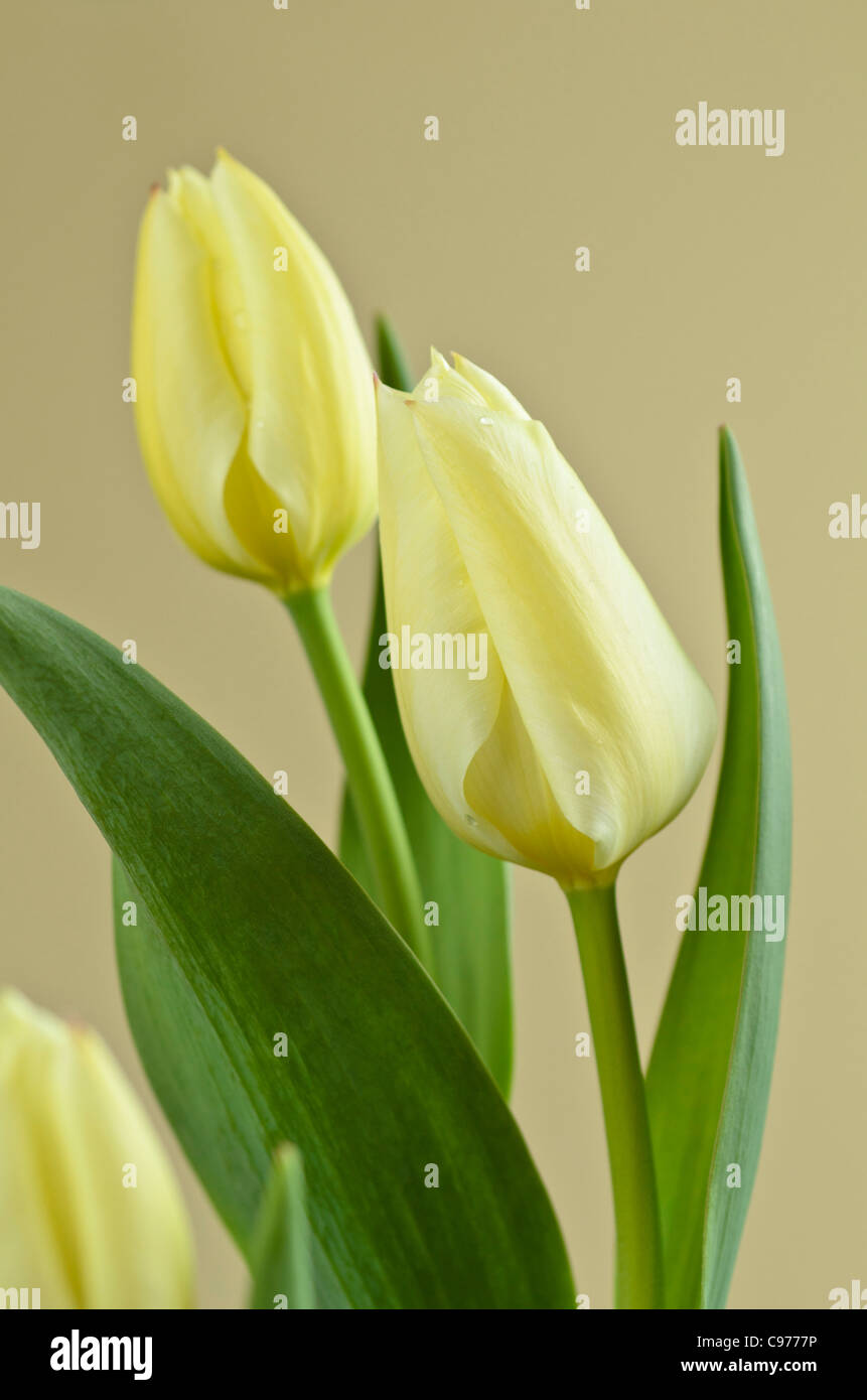 Wild tulip (Tulipa fosteriana 'Purissima') Stock Photo
