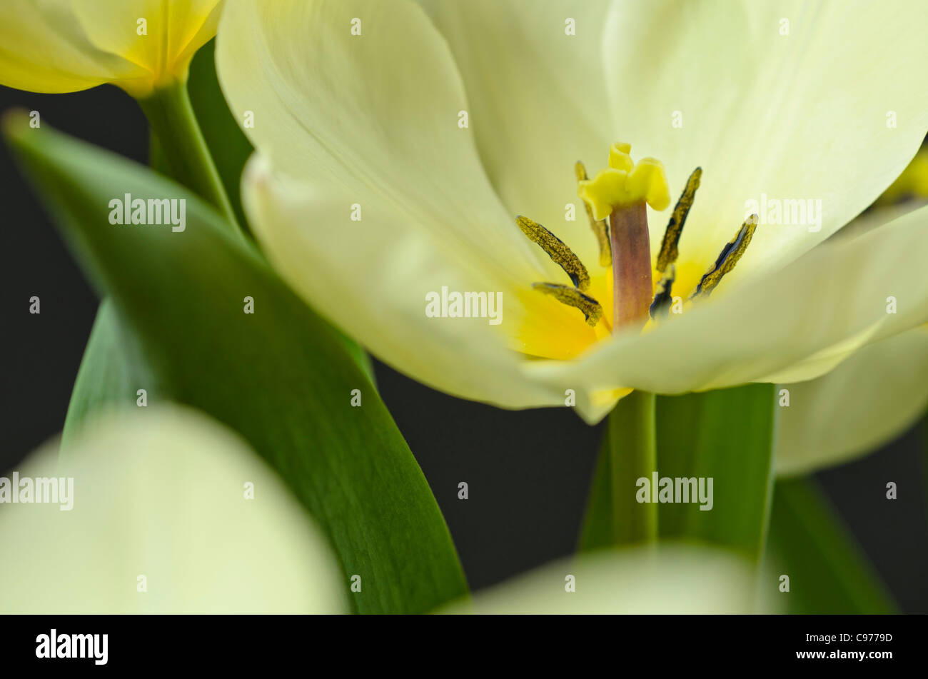 Wild tulip (Tulipa fosteriana 'Purissima') Stock Photo