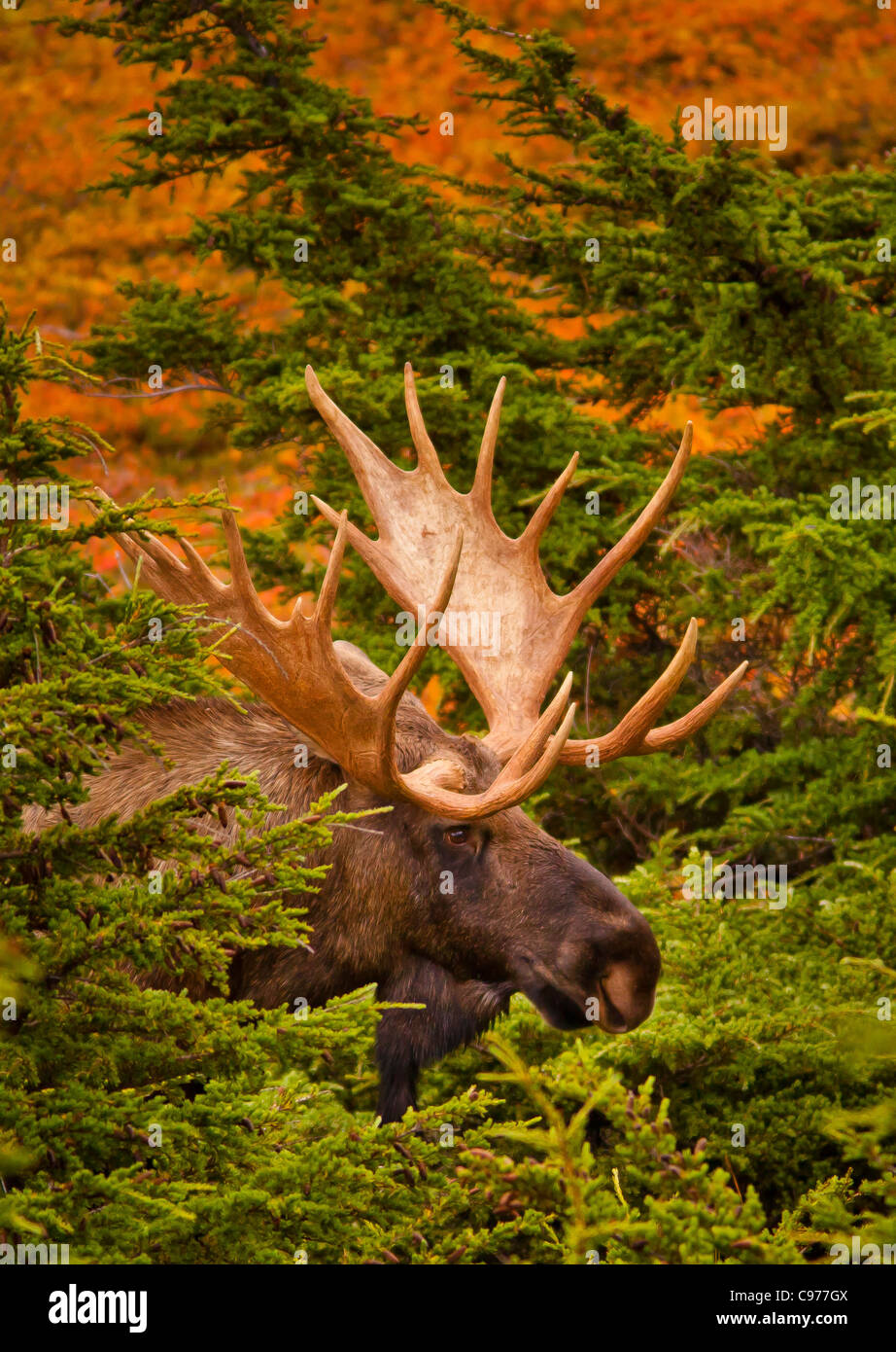 CHUGACH STATE PARK, ALASKA, USA - Bull moose, Alces alces, and autumn foliage. Stock Photo