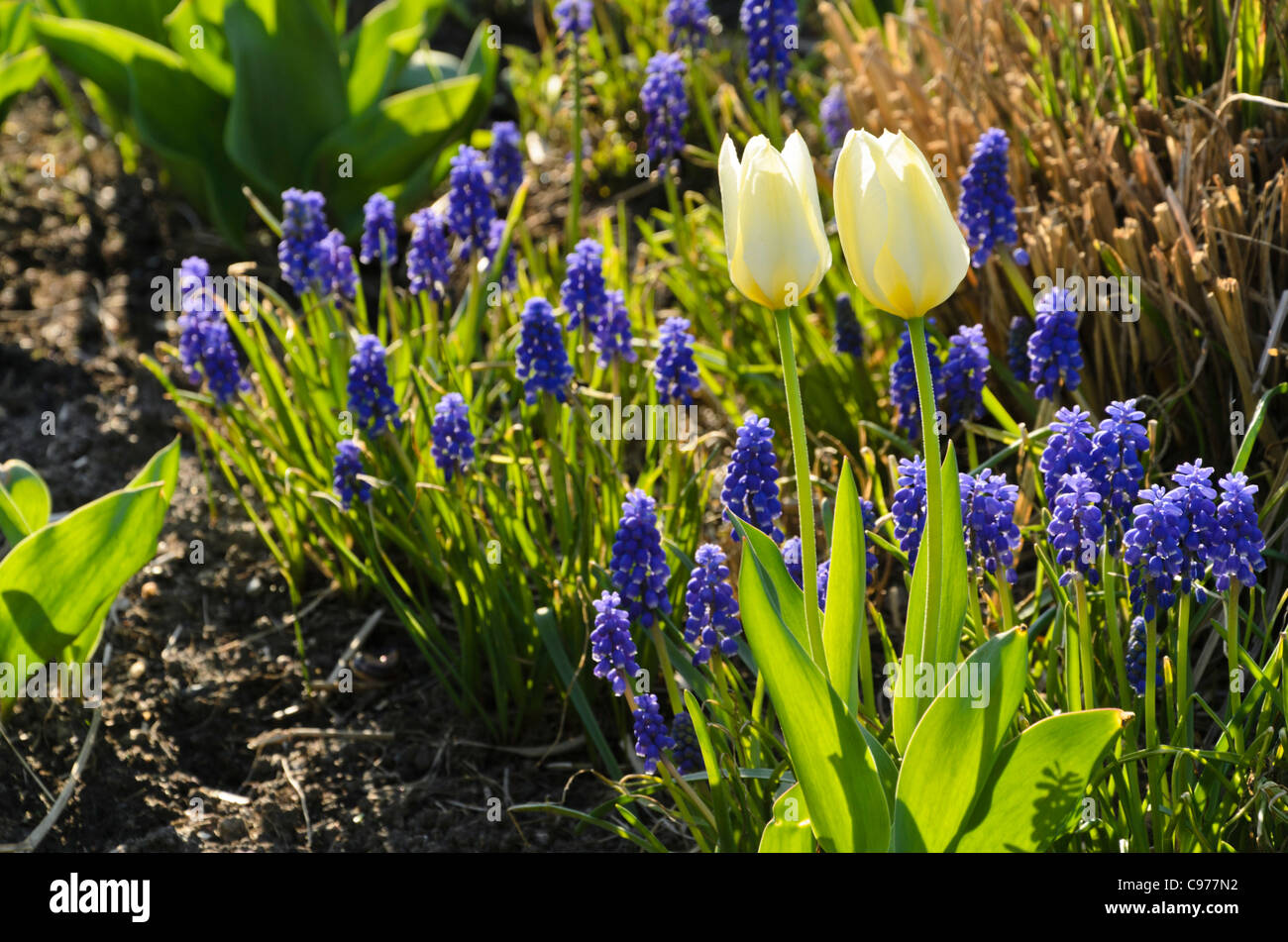 Tulips (Tulipa) and grape hyacinths (Muscari) Stock Photo
