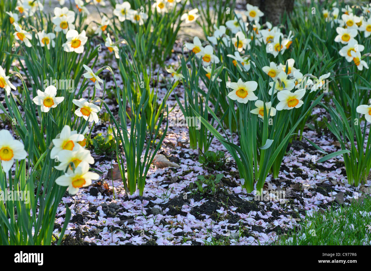 Daffodils (Narcissus) with cherry flowers Stock Photo