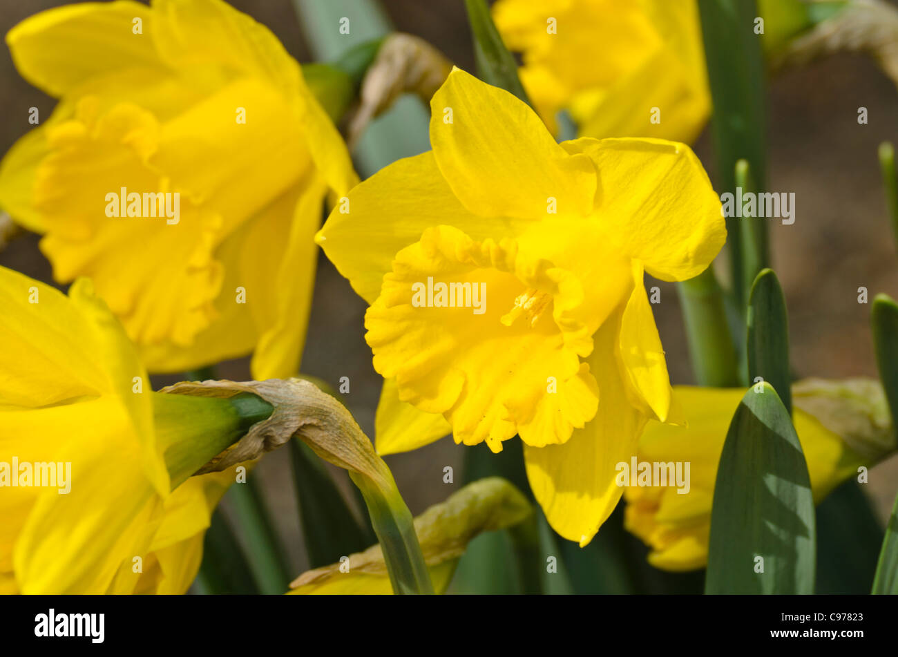 Daffodil (Narcissus Royal Gold) Stock Photo