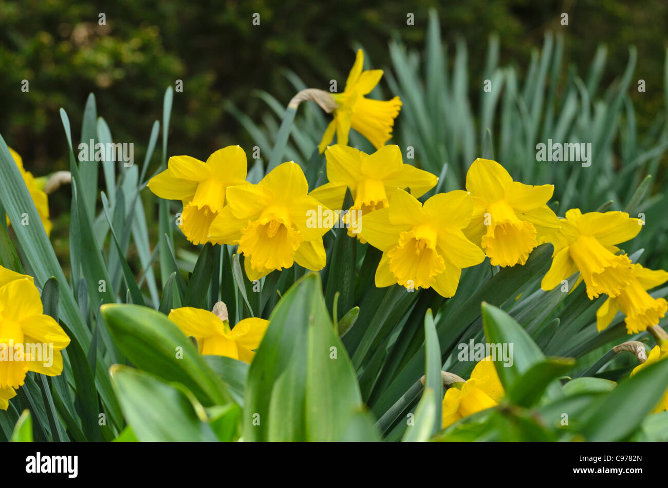 Daffodil (Narcissus Royal Gold) Stock Photo