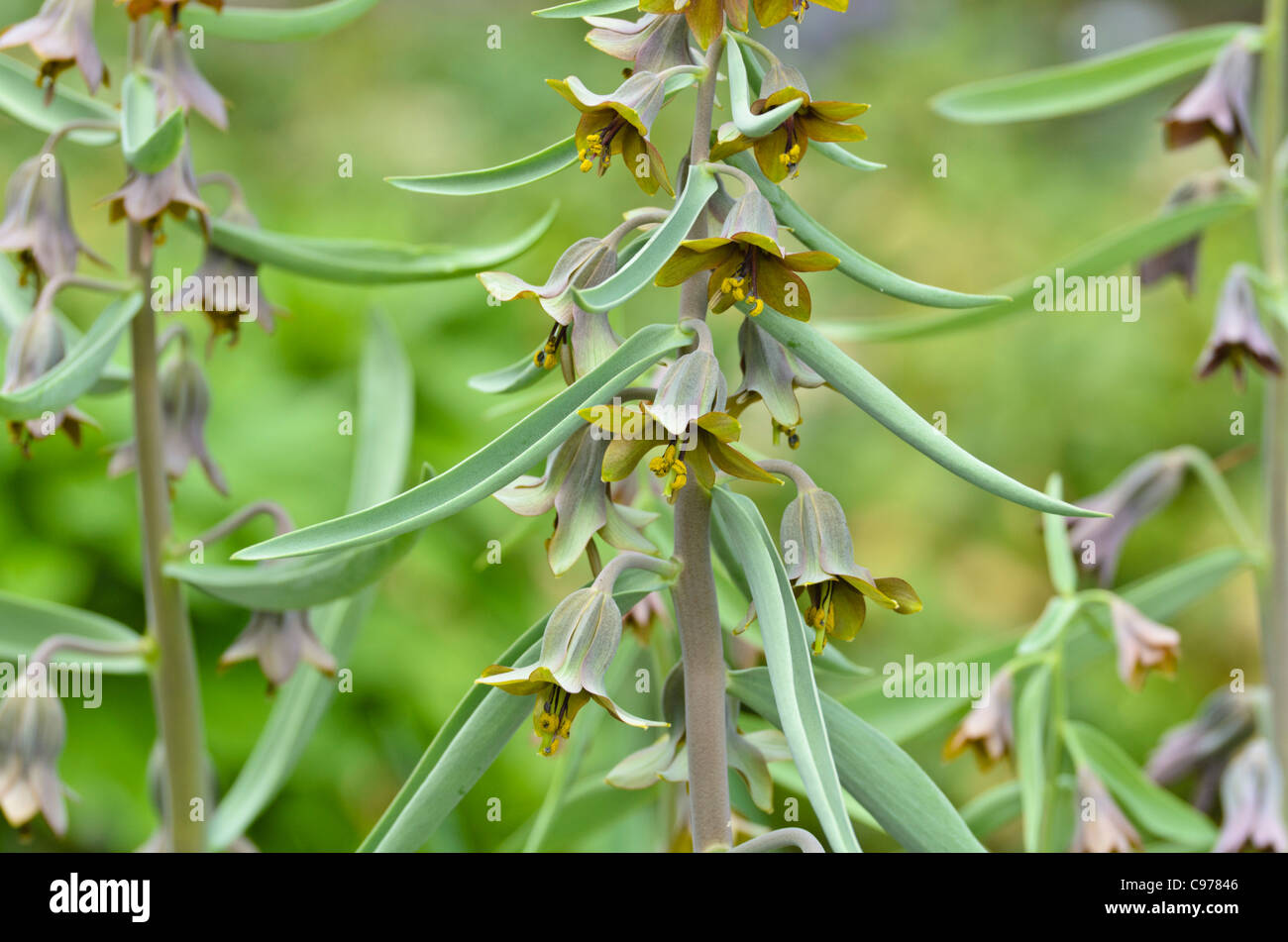 Fritillary (Fritillaria sewerzowii syn. Korolkowia sewerzowii) Stock Photo
