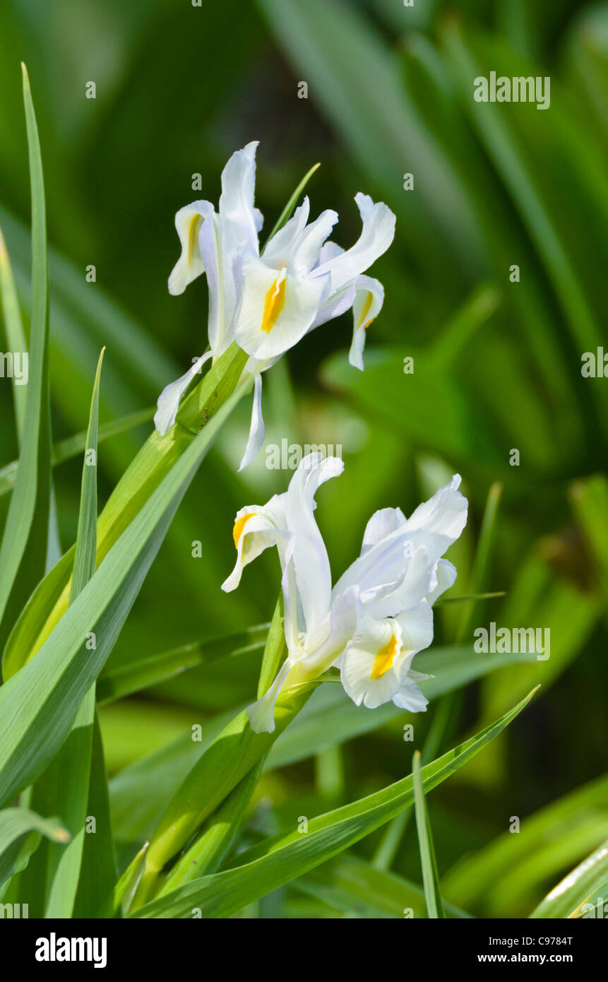 Iris (Iris magnifica) Stock Photo