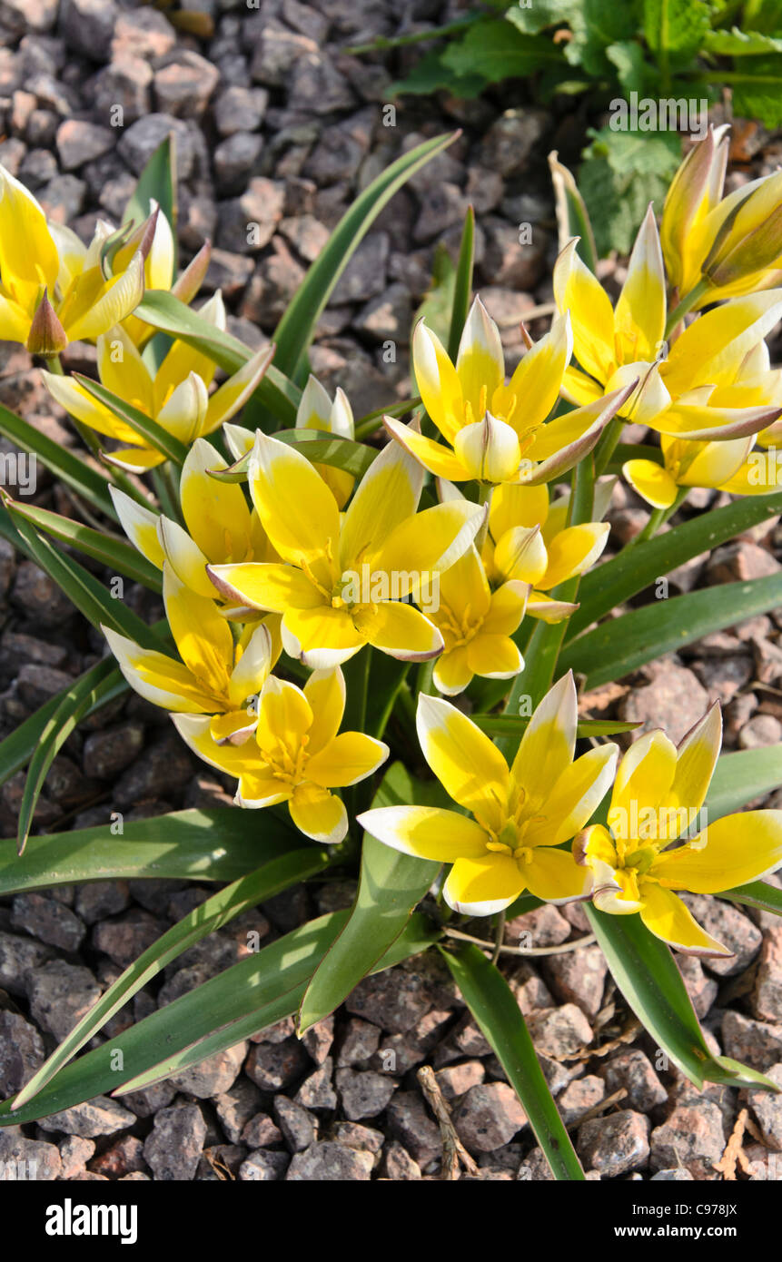 Wild tulip (Tulipa tarda) Stock Photo