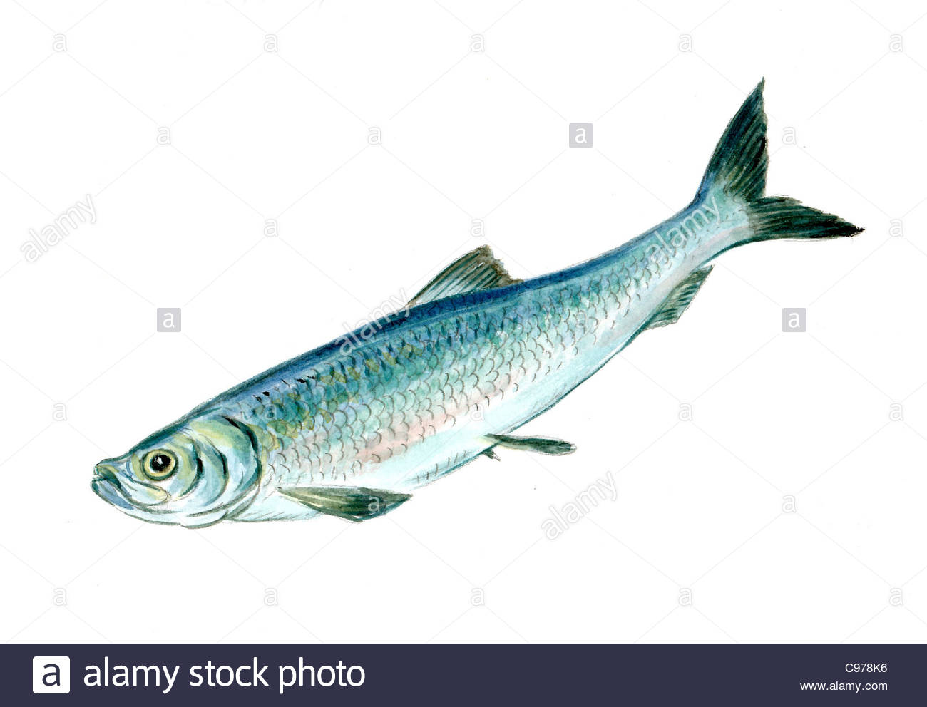 Herring Fish Drawing Stock Photos & Herring Fish Drawing Stock Images Alamy
