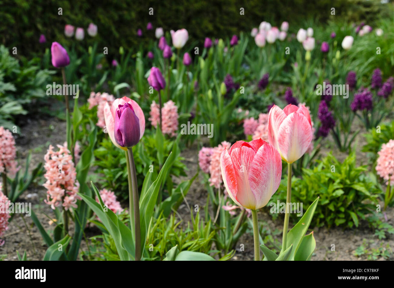 Tulips (Tulipa) and hyacinths (Hyacinthus) Stock Photo