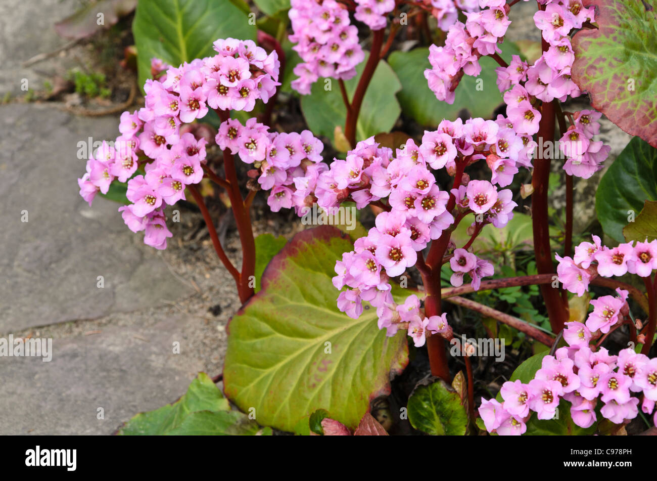 Heart leaf bergenia (Bergenia cordifolia 'Rosette') Stock Photo