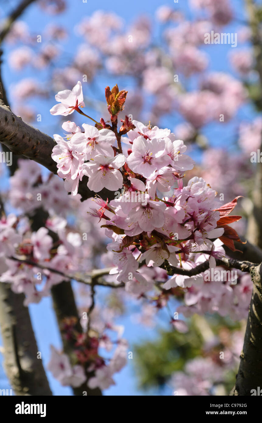 Sargent's cherry (Prunus sargentii) Stock Photo