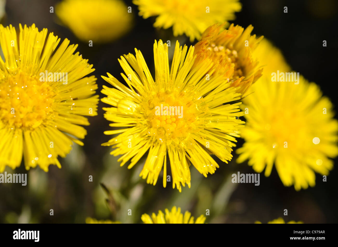 Coltsfoot (Tussilago farfara) Stock Photo