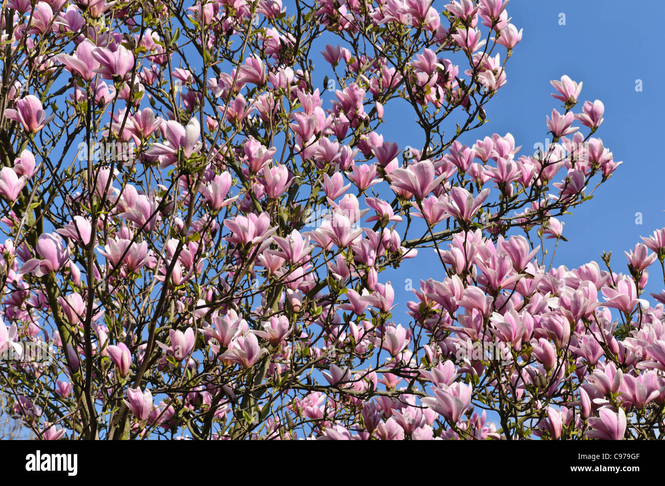 Lenne's magnolia (Magnolia x soulangiana 'Heaven Scent') Stock Photo