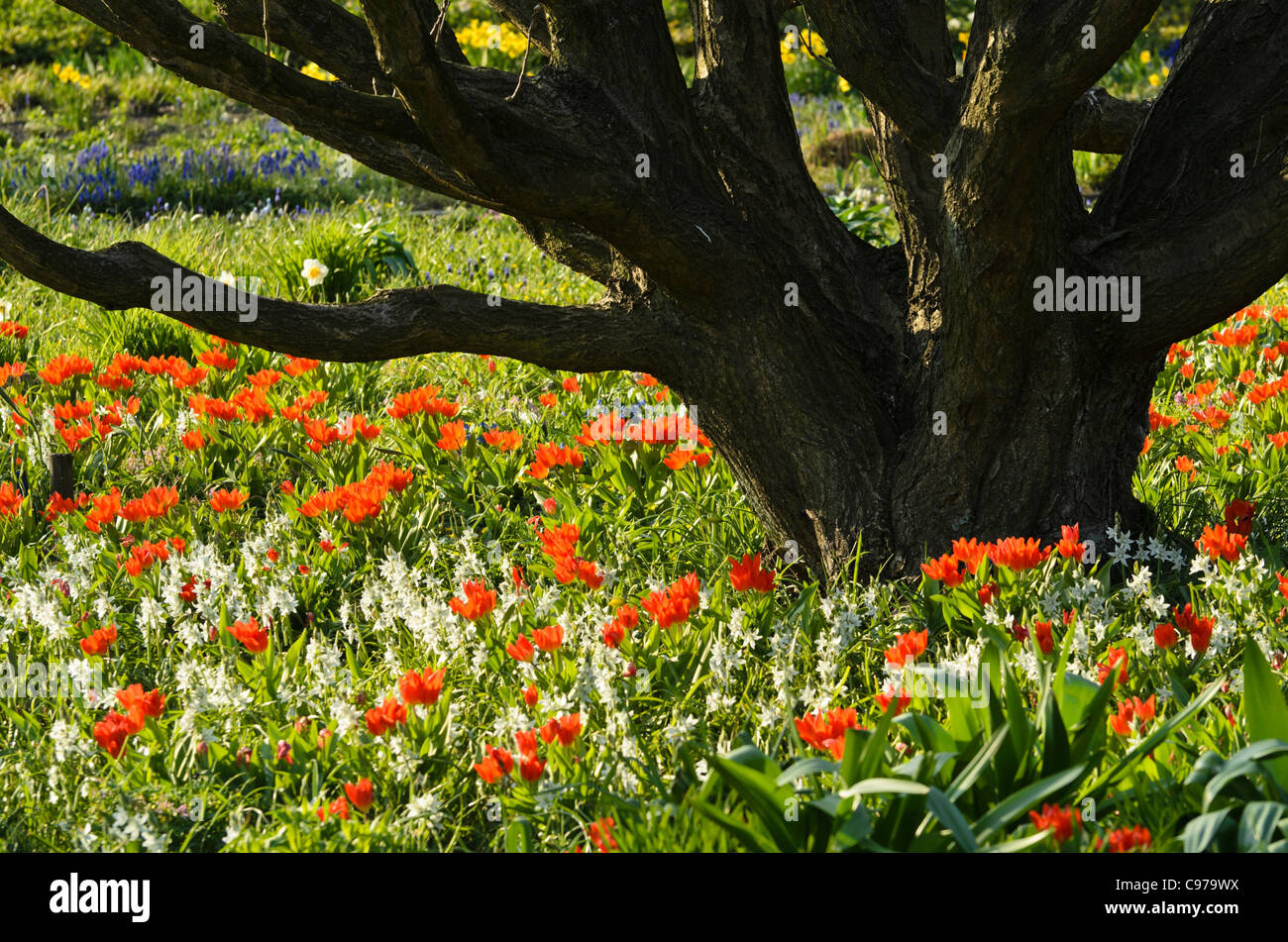 Nodding Star-of-Bethlehem (Ornithogalum nutans) and tulips (Tulipa) Stock Photo