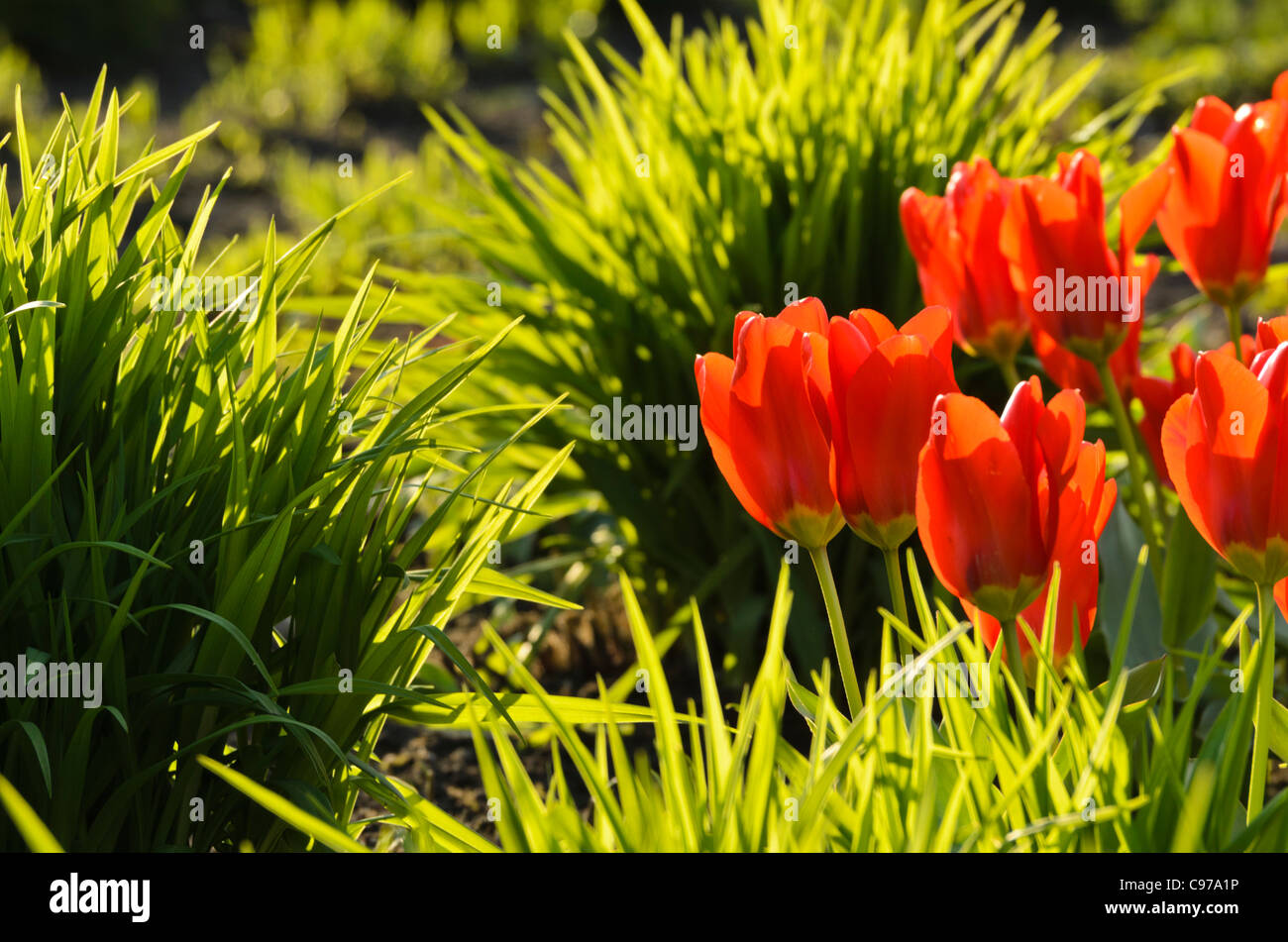 Tulips horizontal hi-res stock photography and images - Alamy