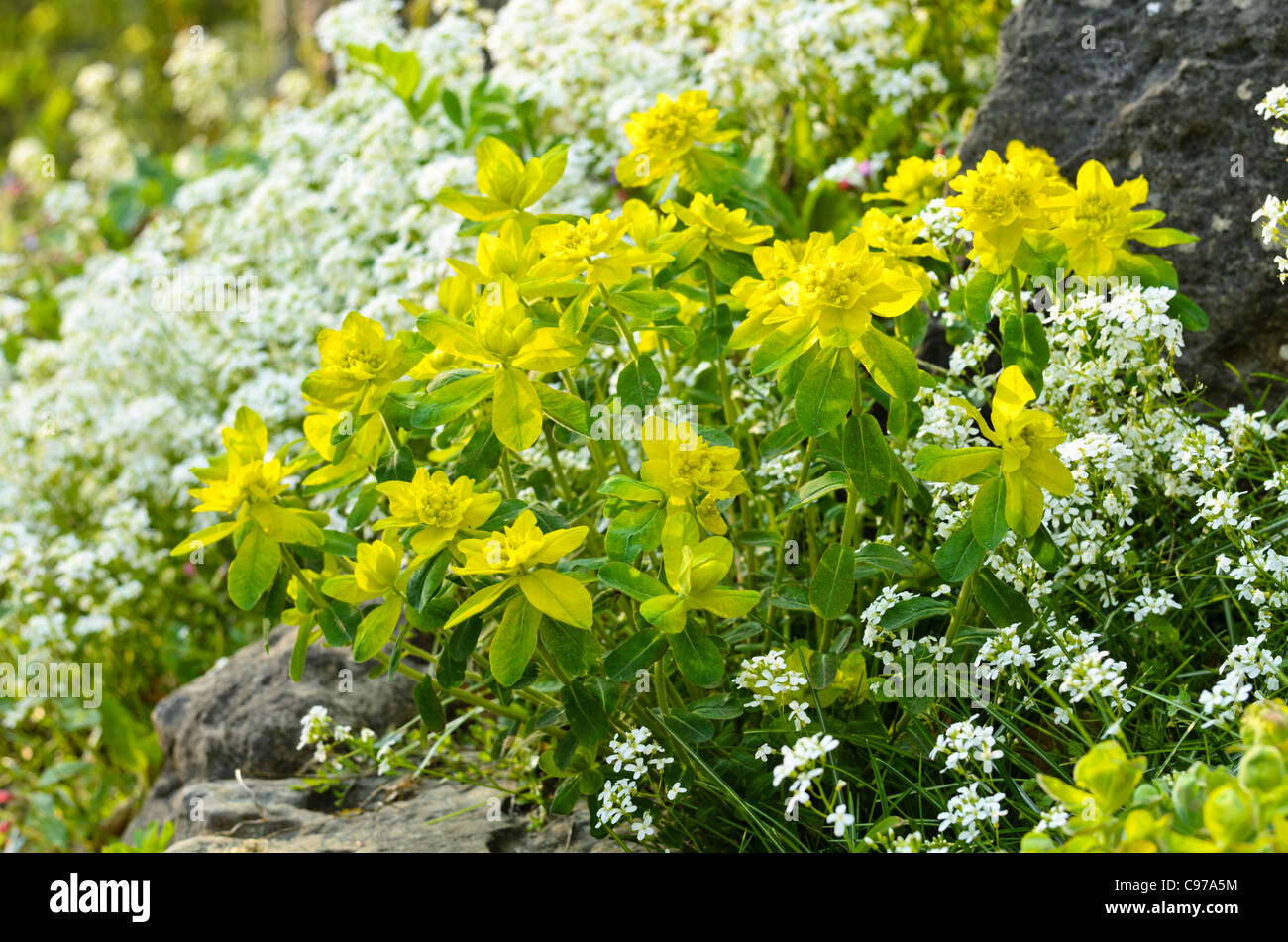 Wood spurge (Euphorbia amygdaloides) and spreading rock cress (Arabis procurrens) Stock Photo