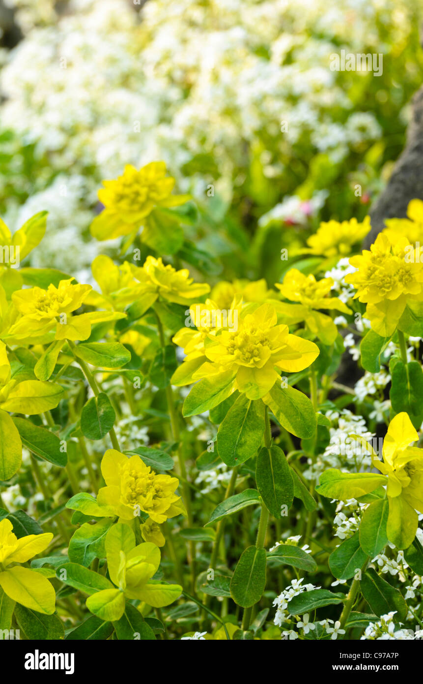 Wood spurge (Euphorbia amygdaloides) and spreading rock cress (Arabis procurrens) Stock Photo