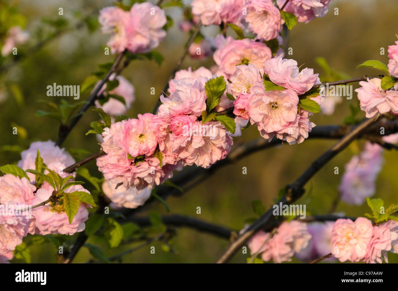 Flowering almond (Prunus triloba 'Multiplex') Stock Photo