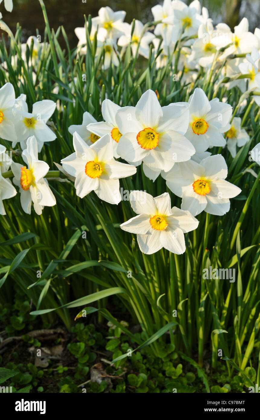 Poet's daffodil (Narcissus poeticus 'Actaea' Stock Photo Alamy