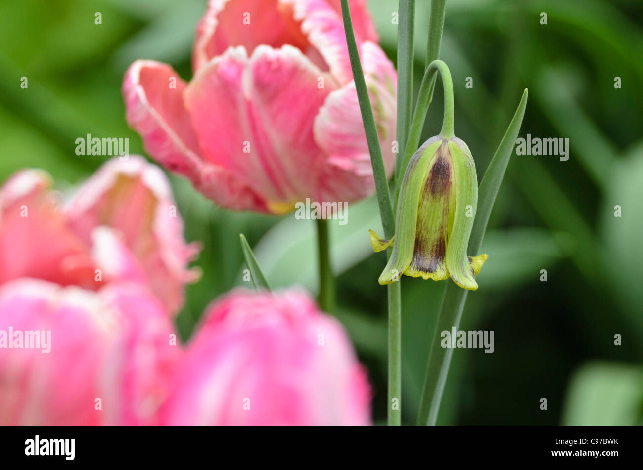 Lebanese fritillary (Fritillaria acmopetala) and parrot tulip (Tulipa Apricot Parrot) Stock Photo