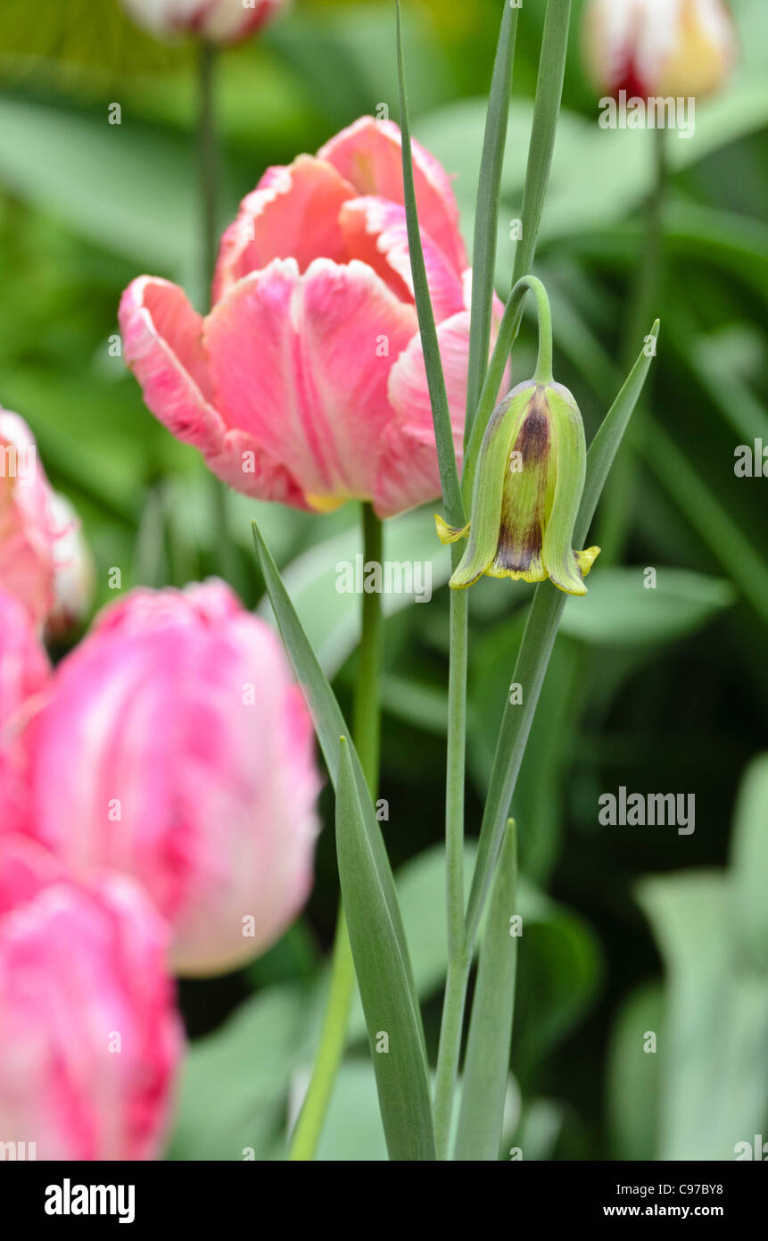 Lebanese fritillary (Fritillaria acmopetala) and parrot tulip (Tulipa Apricot Parrot) Stock Photo