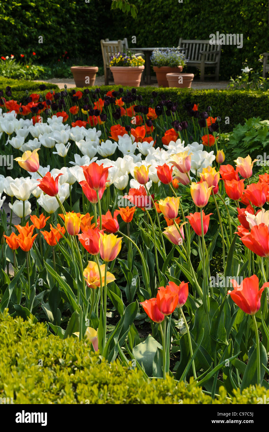 Spring garden with tulips (Tulipa) Stock Photo