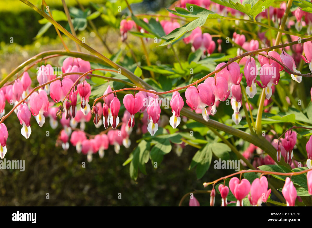 Bleeding heart (Lamprocapnos spectabilis syn. Dicentra spectabilis) Stock Photo