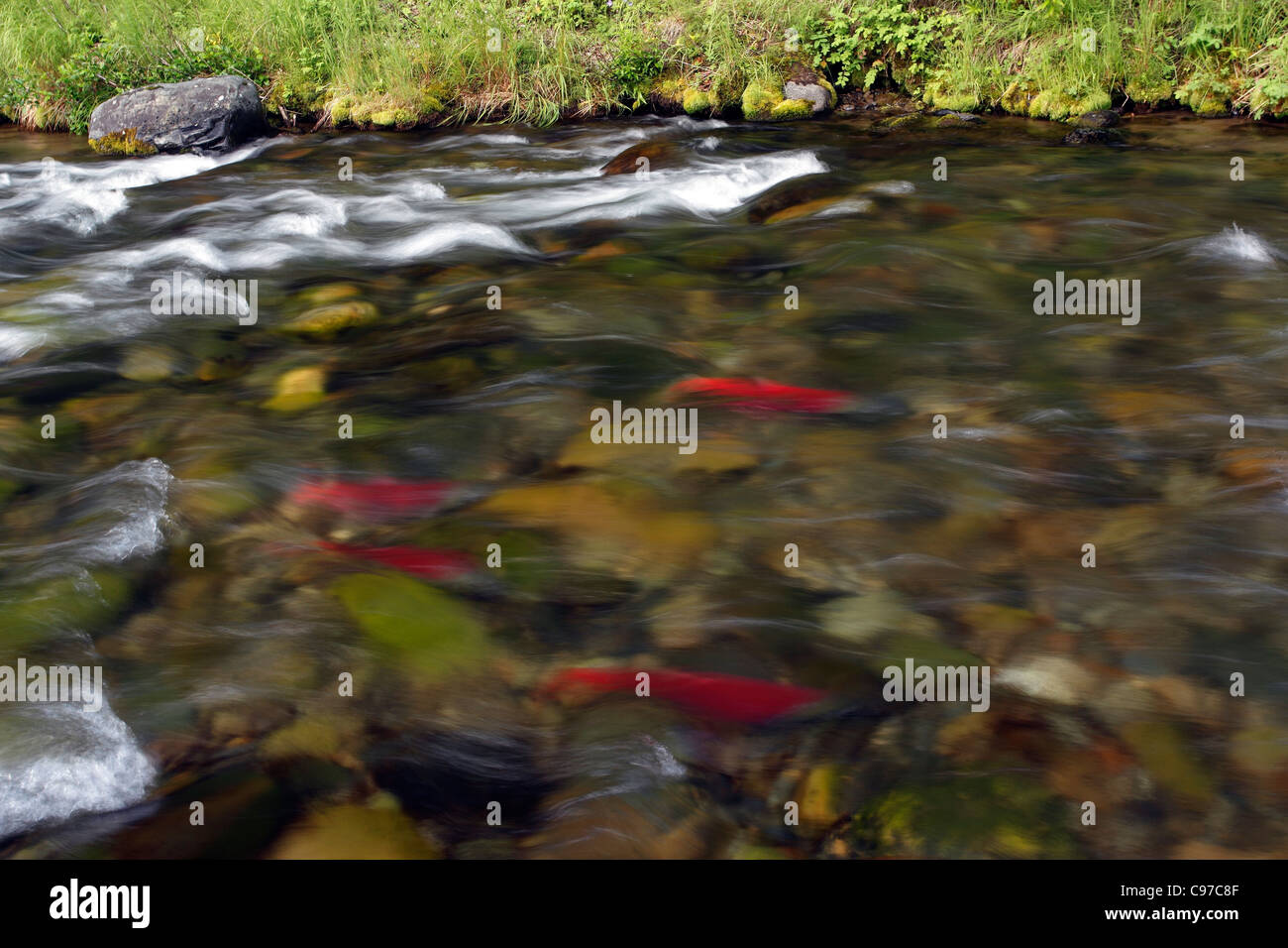 Spawning Sockeye salmon migrating up the American Creek in Katmai National Park Stock Photo
