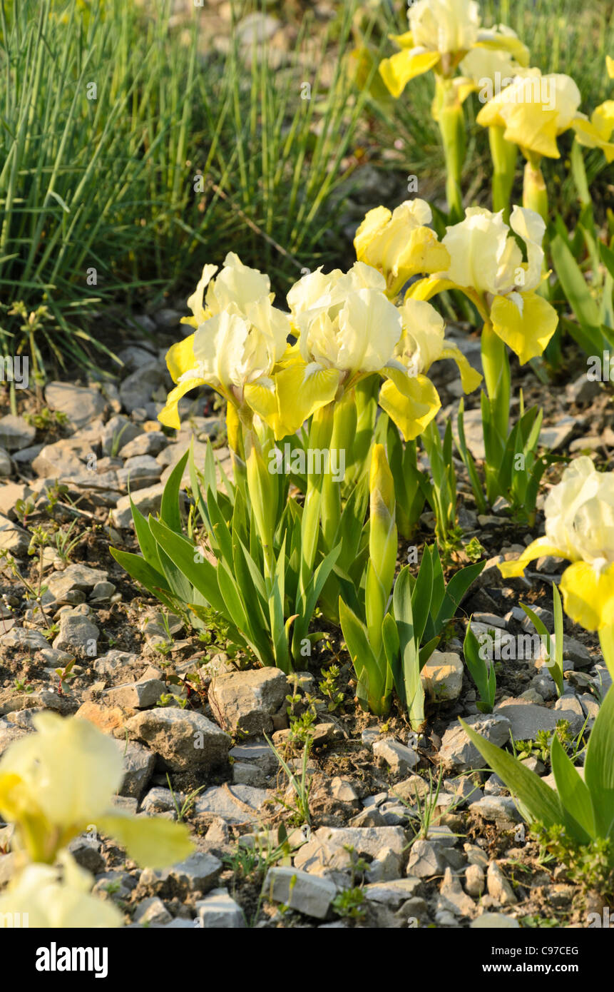 Tall bearded iris (Iris barbata media 'Sonnentrude') Stock Photo