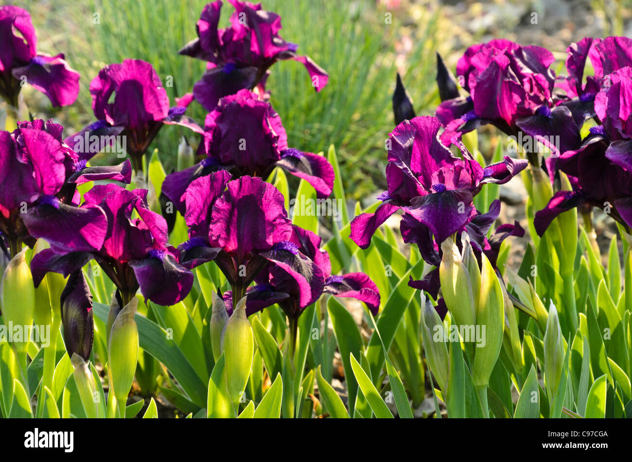 Dwarf bearded iris (Iris barbata nana 'Samtpfötchen') Stock Photo